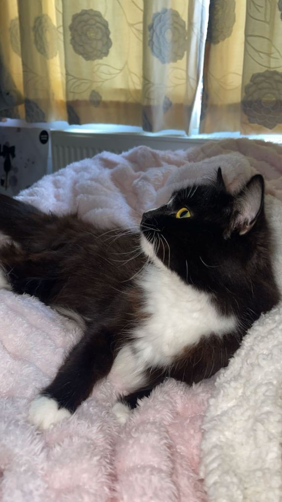 Maine Coon/Ragdoll Mix 