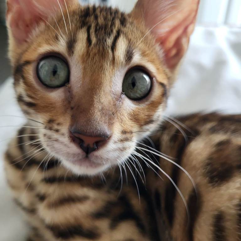 Full bengal kitten