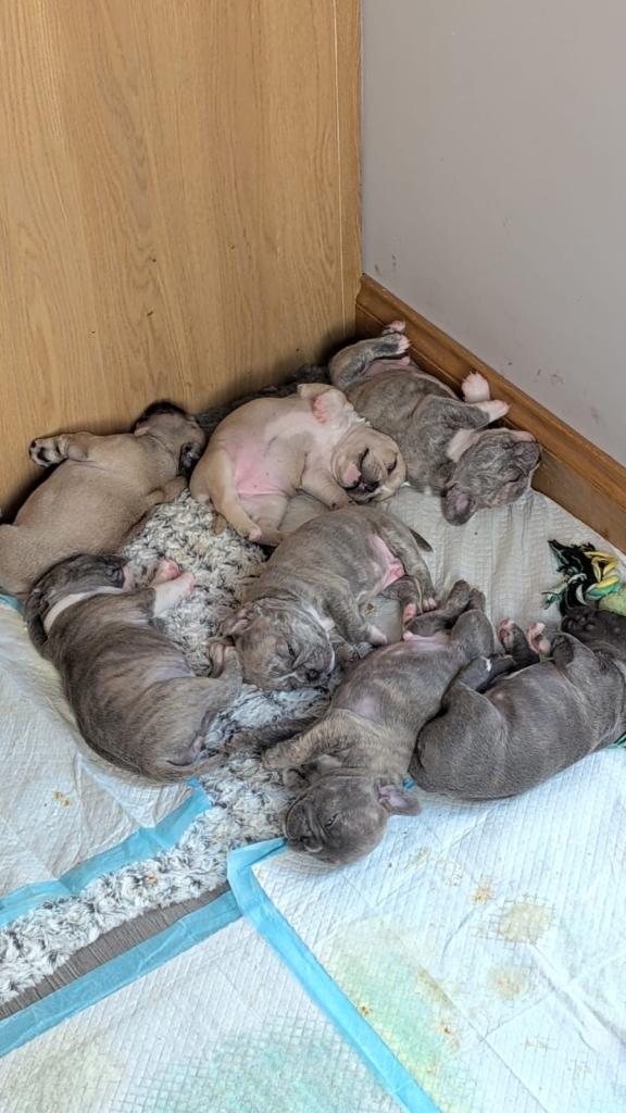 Frenchie/Pug puppies 