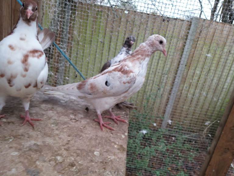 Young pigeons for sale 