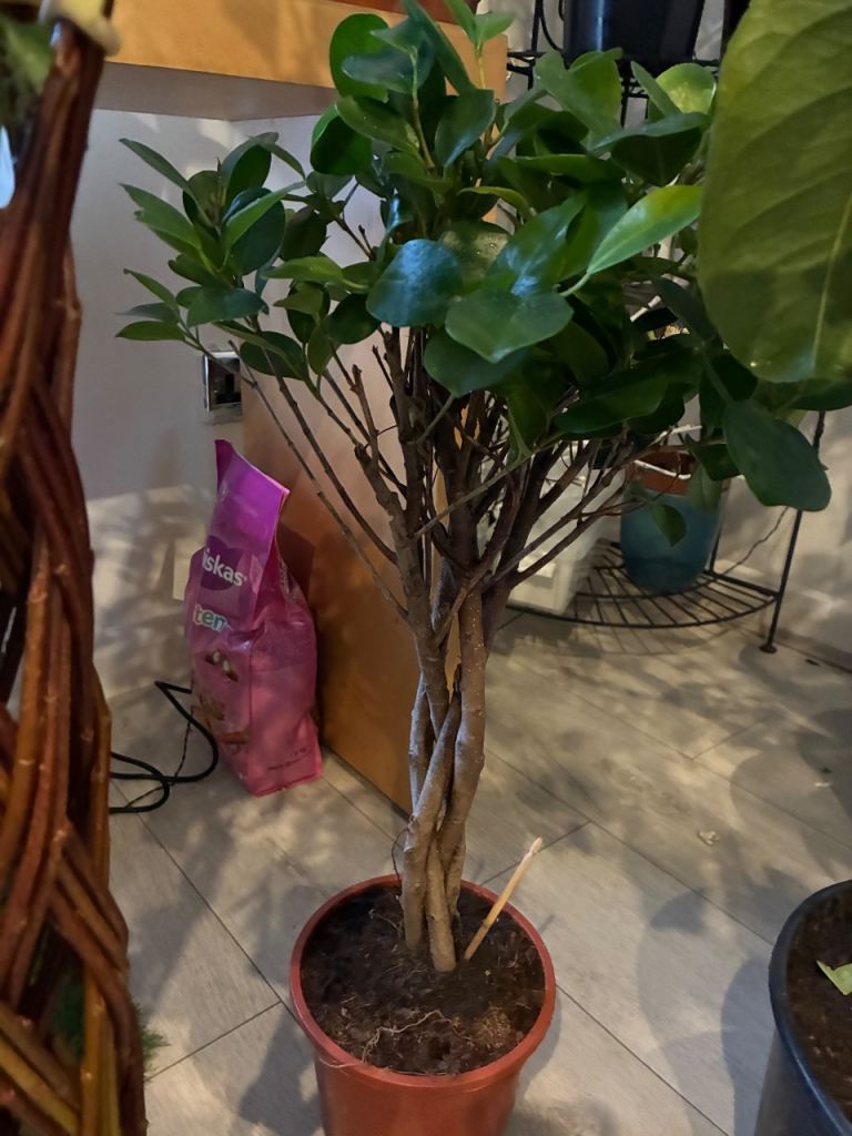 Stunning Braided Ficus 'Moclame' – Premium Indoor Tree (17cm Pot)