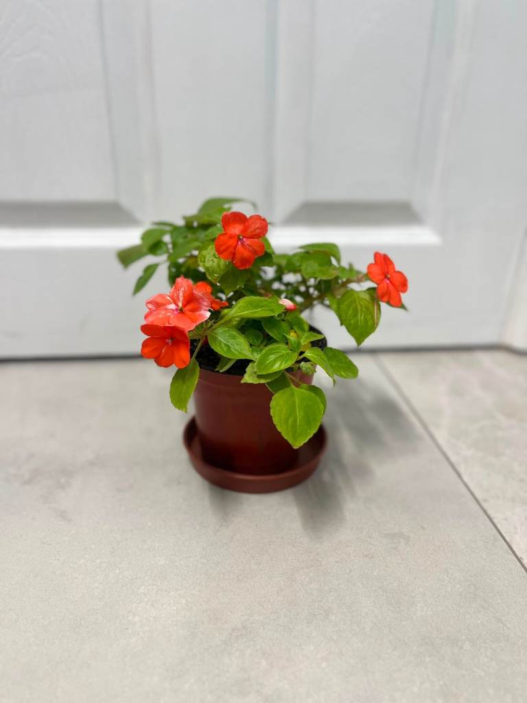 Orange Bizzie Lizzie (Impatiens) Plant in Pot