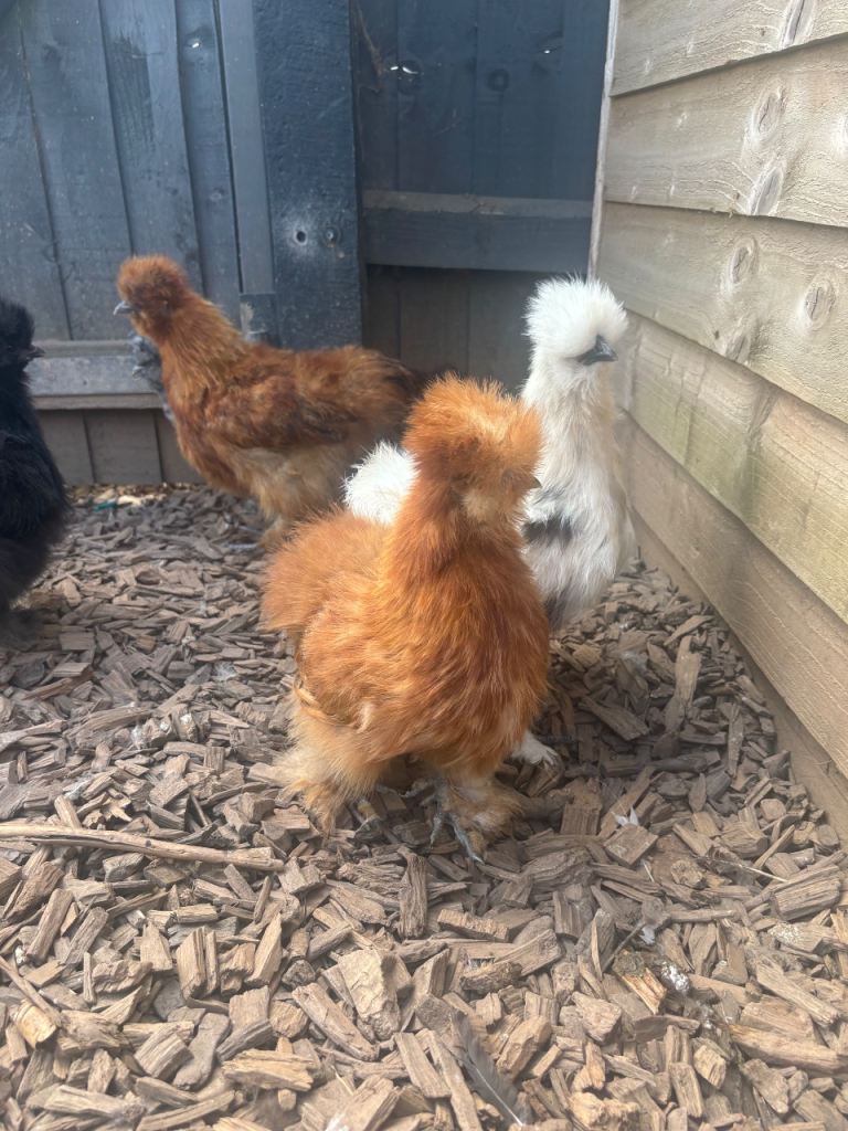 Silkie chickens 