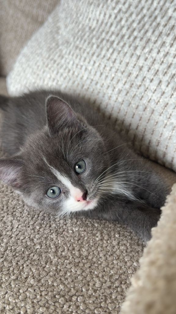 12 female week kitten 