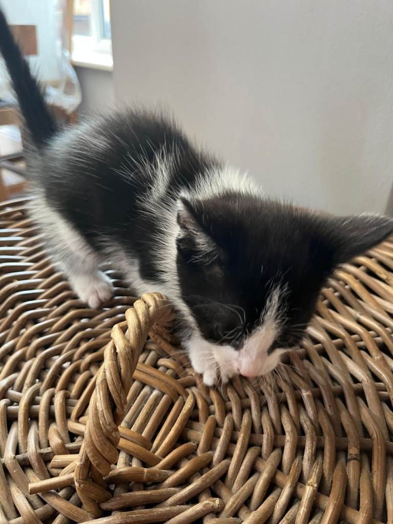 Kittens