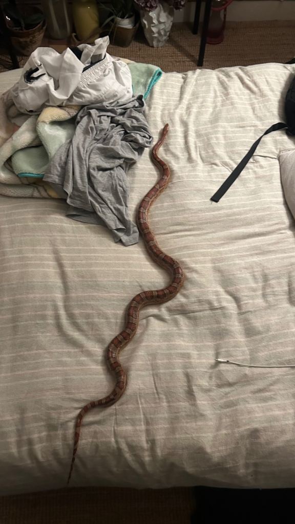 4.5 foot female corn snake 