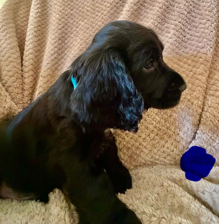 Cocker spaniel puppies 