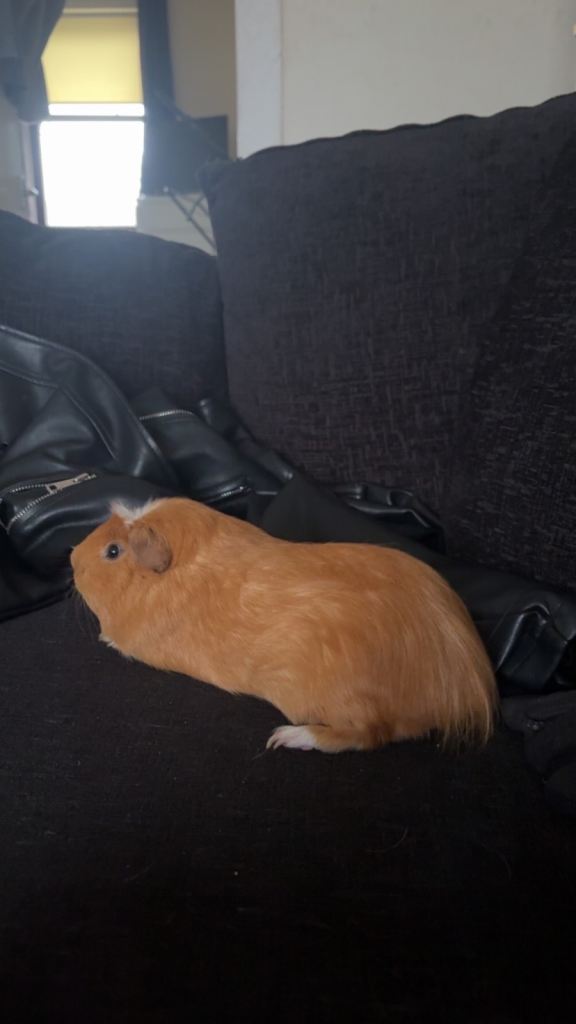 Male guinea pigs
