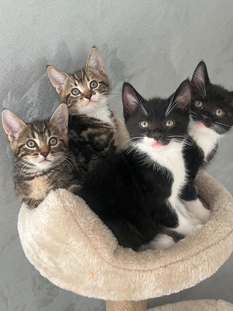 4 kittens for sale 