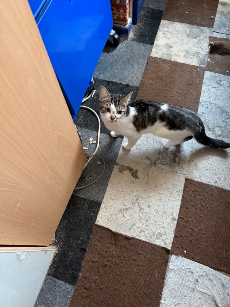 Kittens for sale 
