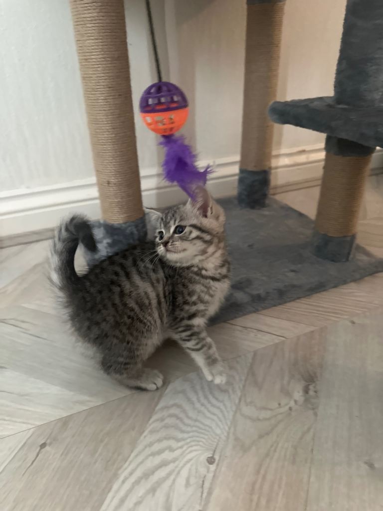 British shorthair x tabby kitten