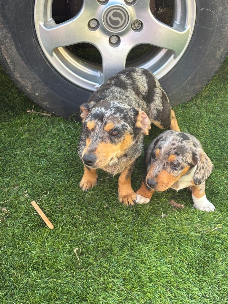 merle dachshund/jack.russell
