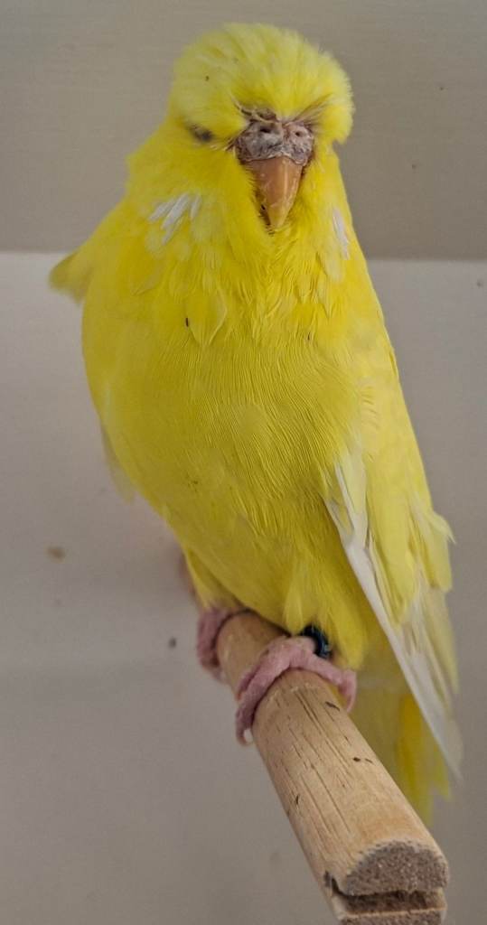 Exhibition budgies for sale 