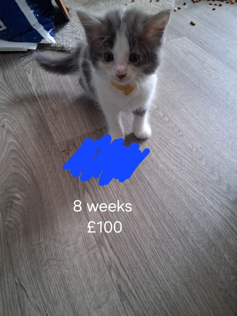 Kittens for sale