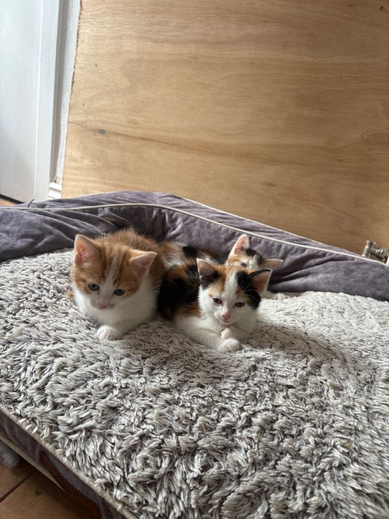 Beautiful kittens 