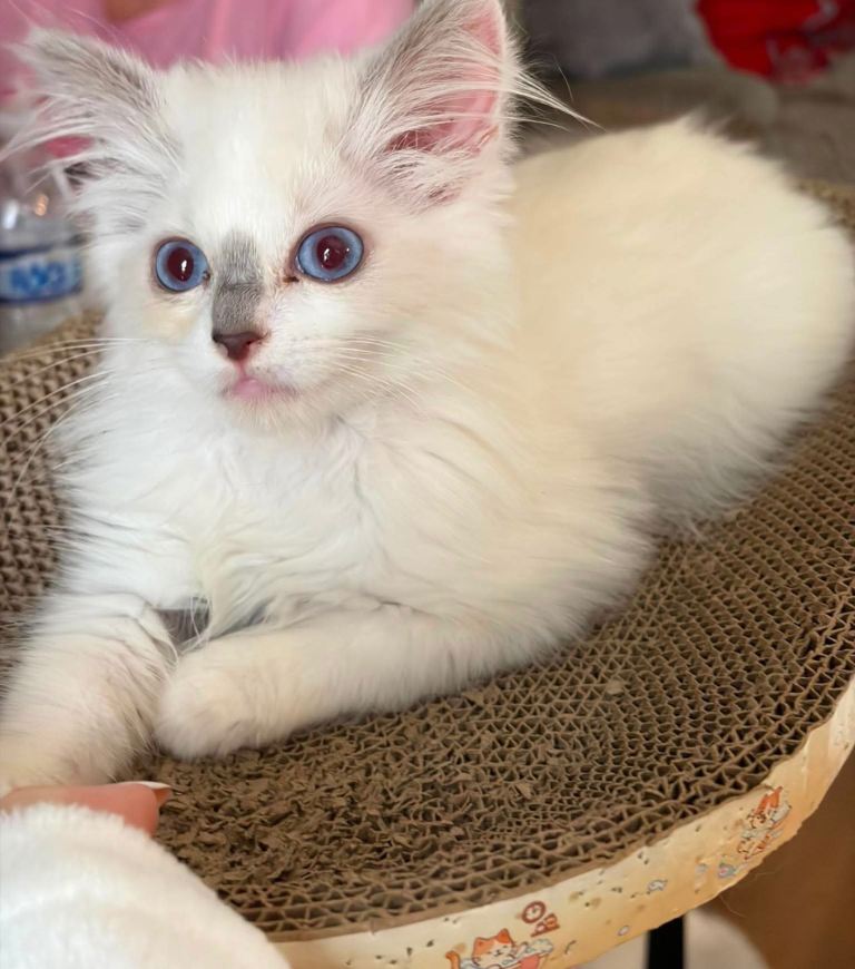 Beautiful little ragdoll girl ready now