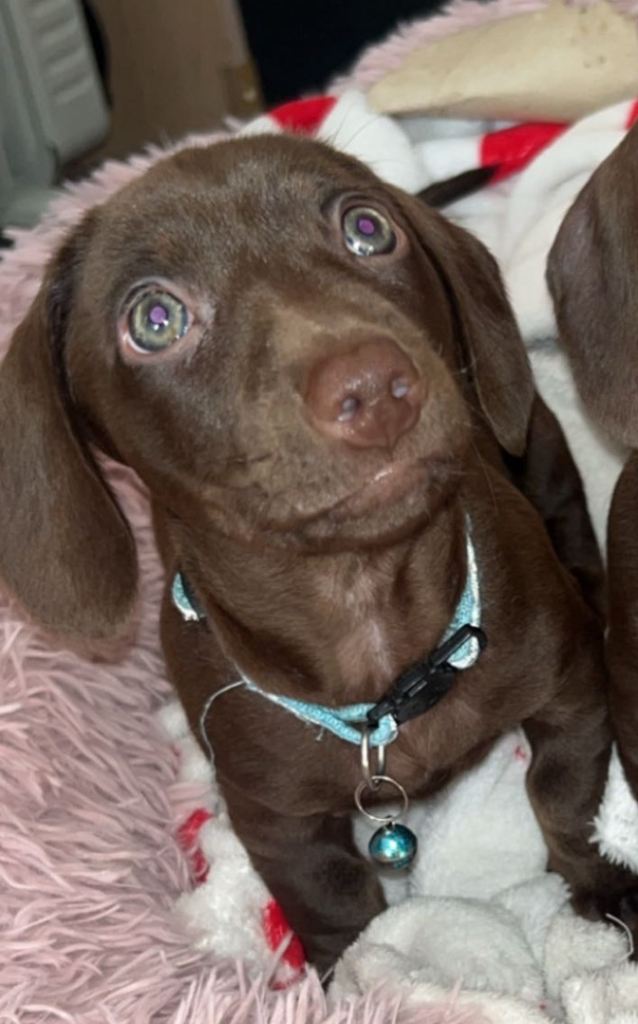 Miniature dachshund girl 