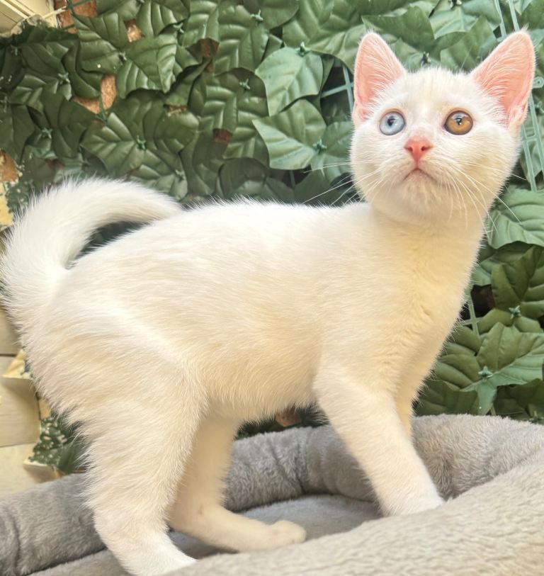 UNIQUE RAGDOLL MIX KITTEN READY NOW