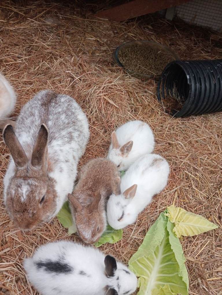 Baby rabbits 