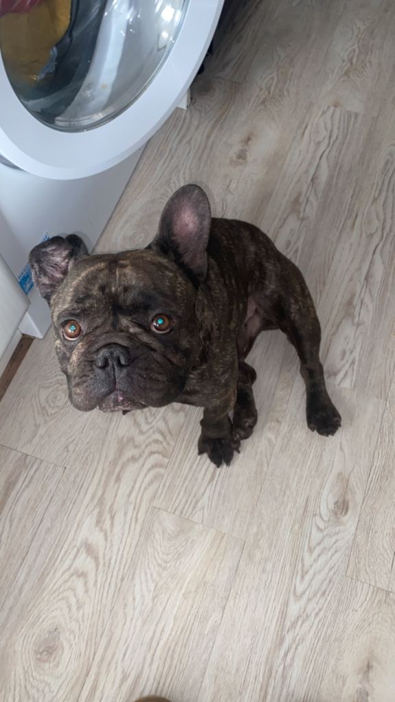 Rescue French bulldog for rehoming. 