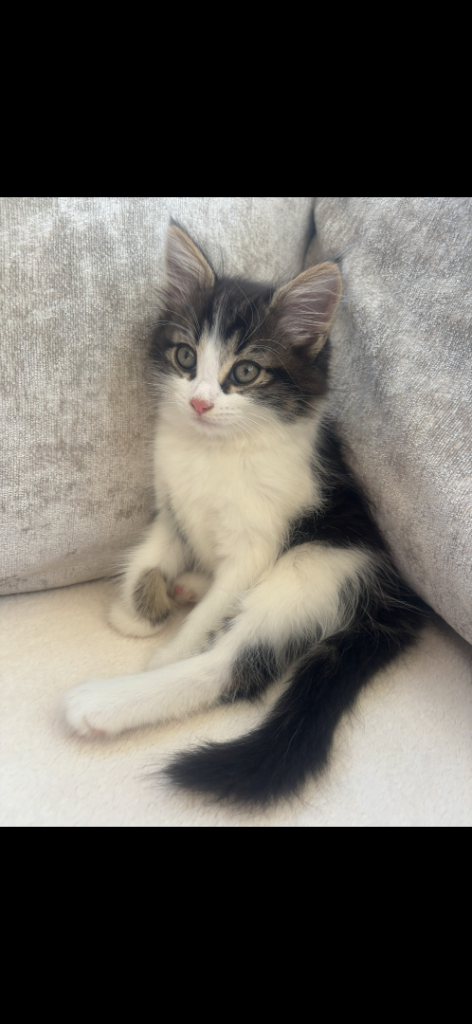 Kitten for sale 