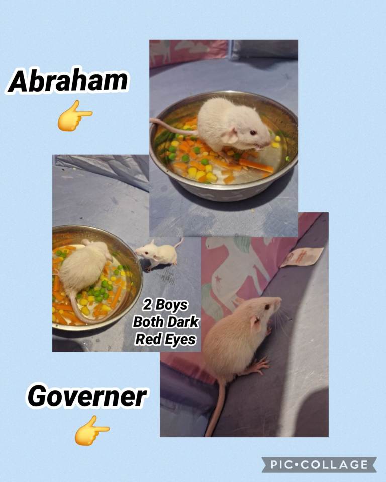 Baby Dumbo Rats 🐀 Ready when 8 weeks old only 2 girls and 2 Boys left 