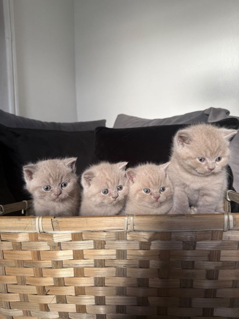 GCCF British Shorthair Kittens- Boys Only Left