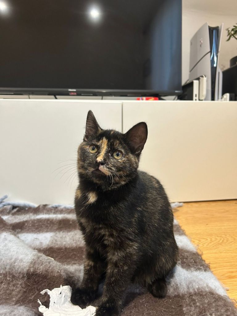Gorgeous 4month female kitten 
