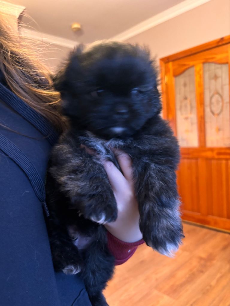 Pomeranian x shih-tzu