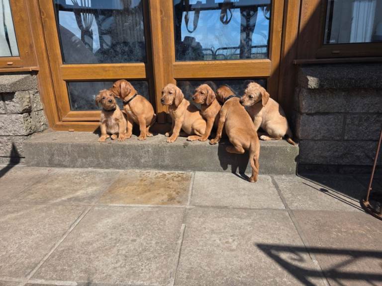 Vizslador- wirehaired vizsla x Labrador puppies 3 left 