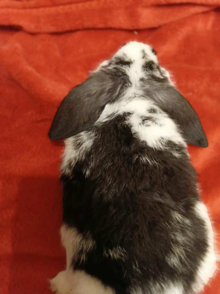 Baby rabbits ready to go