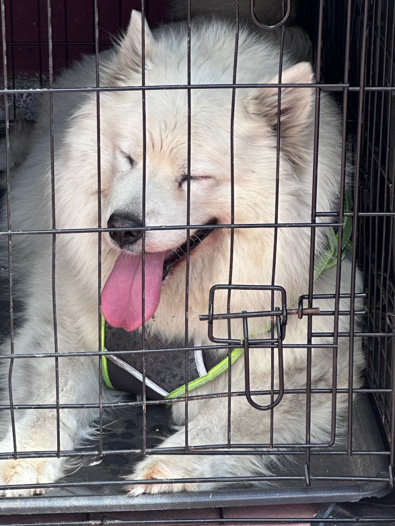 Dog ( Samoyed ) 