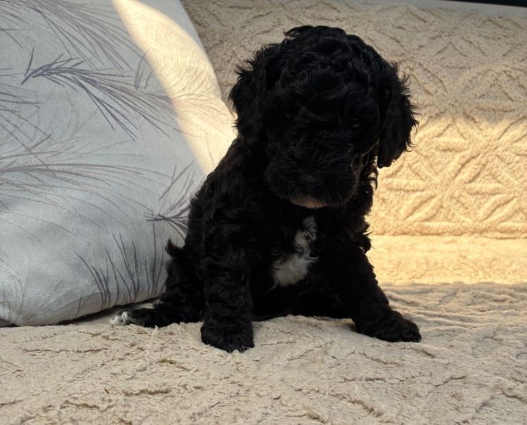 Cockerpoo 