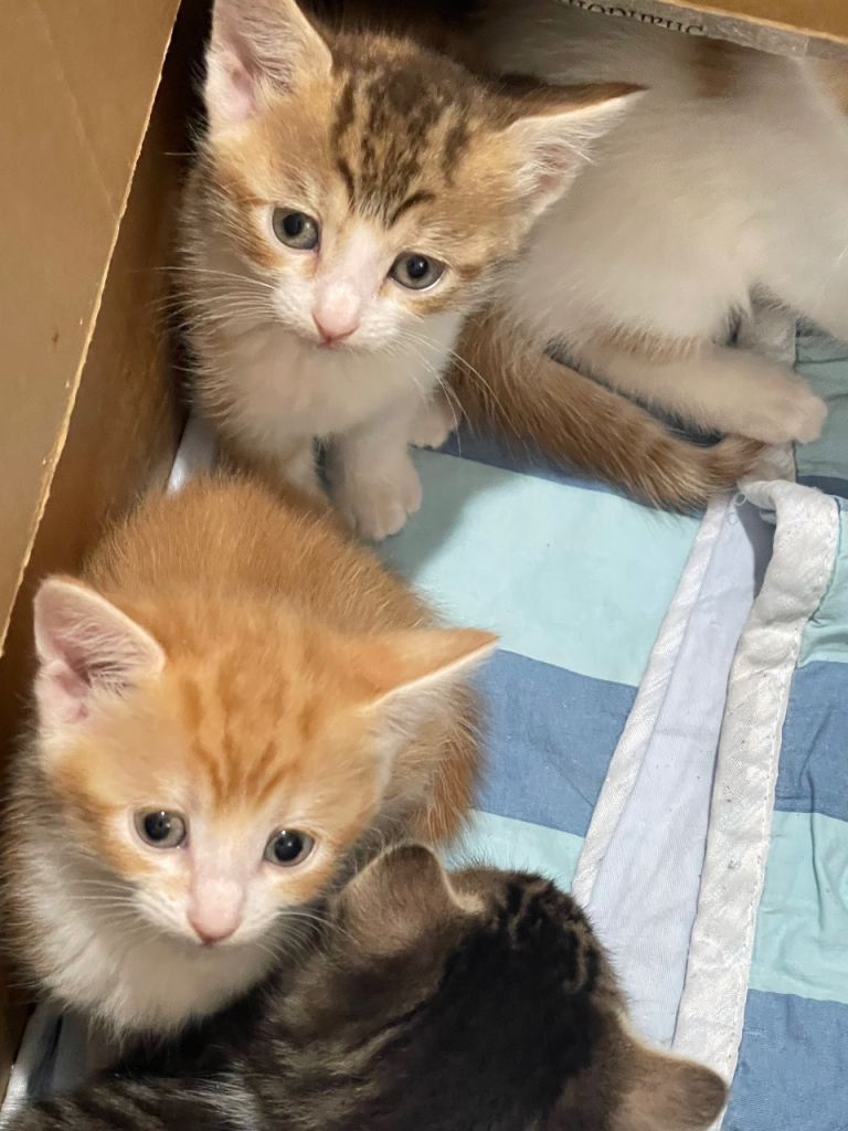 Tabby kittens 