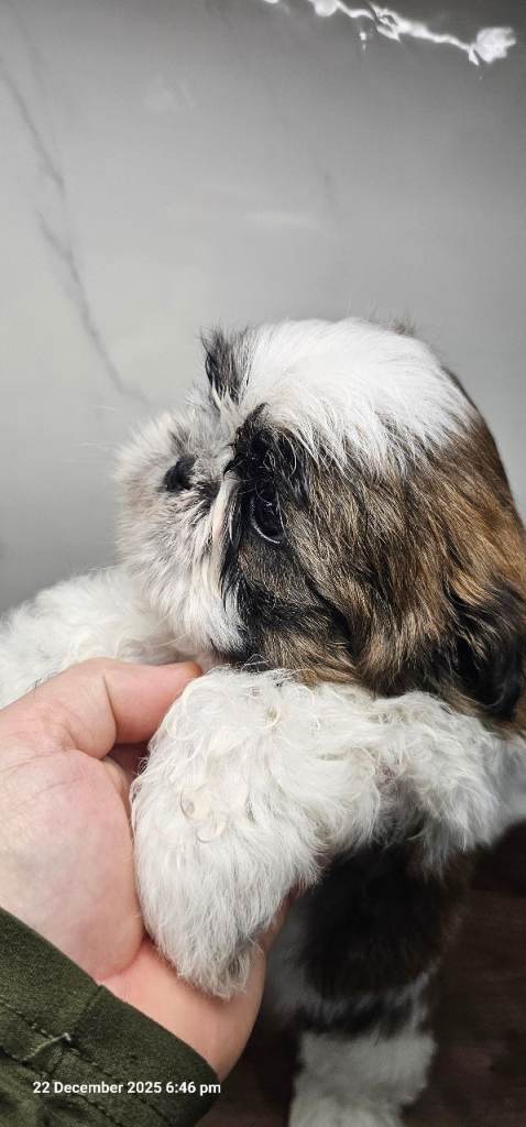 Shih tzu puppies 🐶 