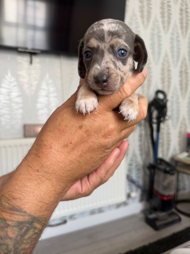 Miniature dachshund 