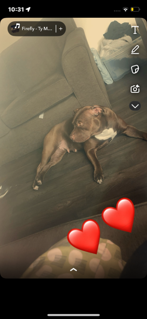 American bully x American bulldog