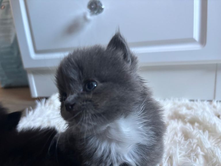 half norwegian kittens 