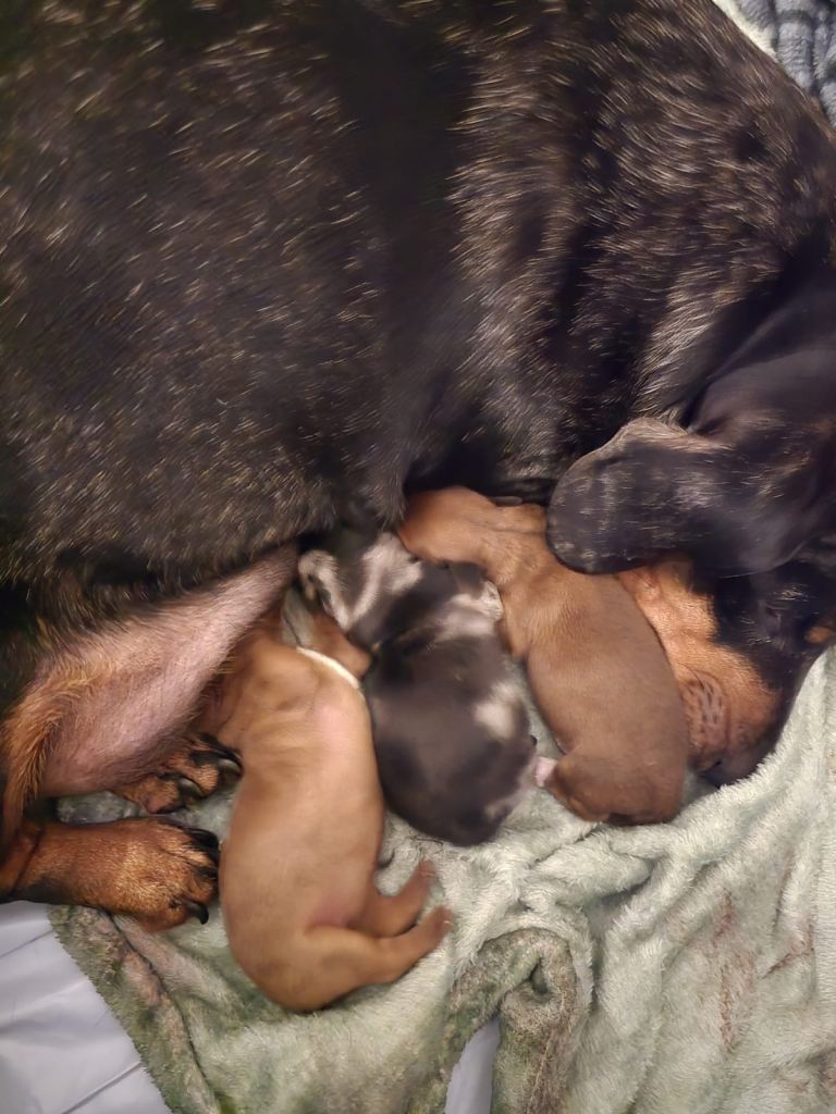 Miniature dachshund puppies