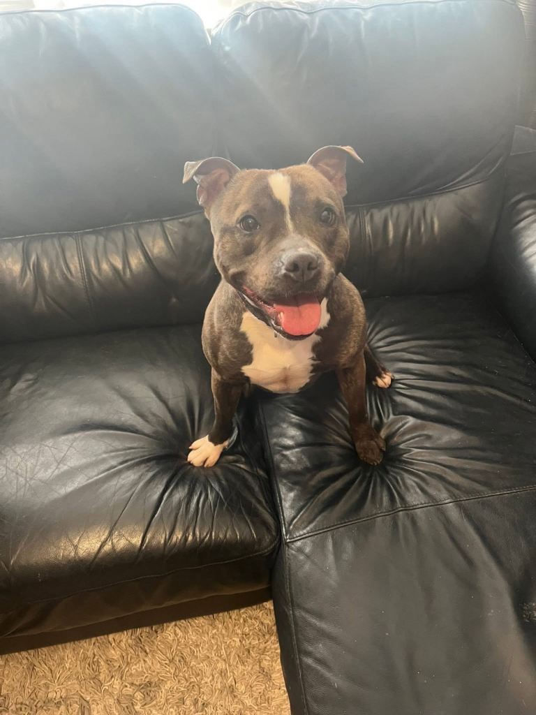 Staffordshire Bull Terrier Pups