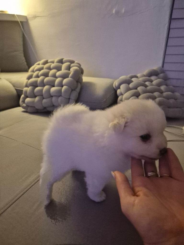 3 Pomeranians Dogs for sale! WHITE BOY NOW SOLD !!!! WHITE GIRL & BLAK AND WHITE GIRL LEFT 