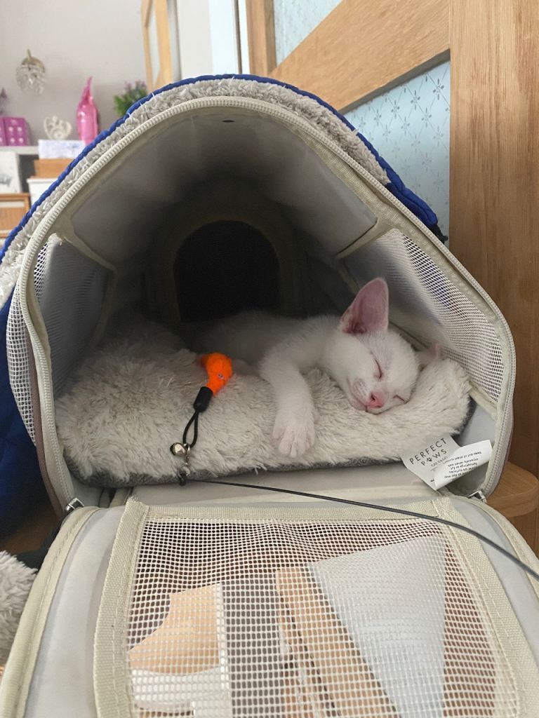 11 wk old kitten 