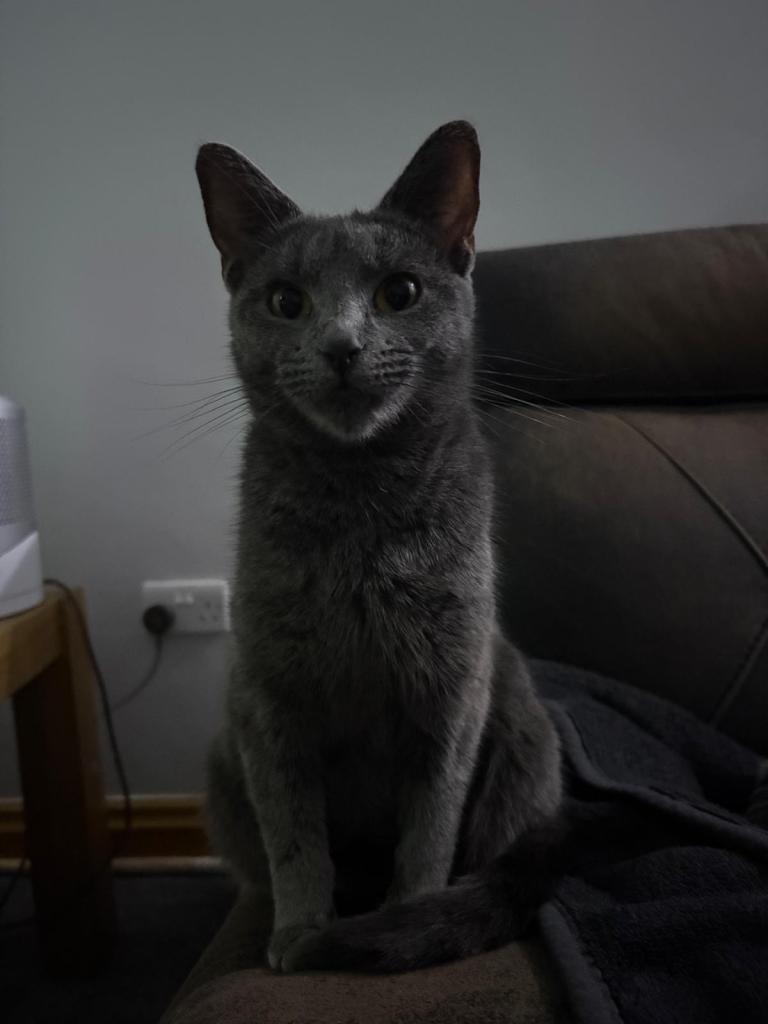 Friendly Female cat for sale 