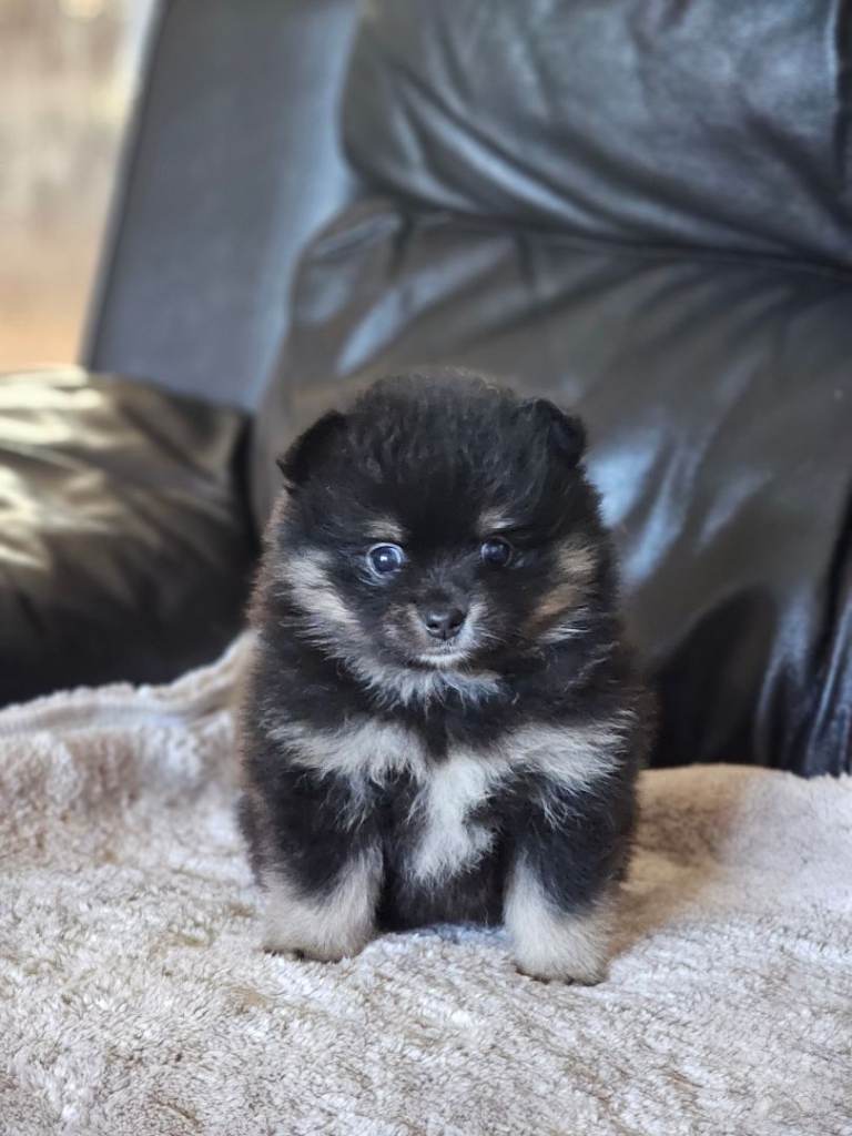 1 pomeranian baby boy