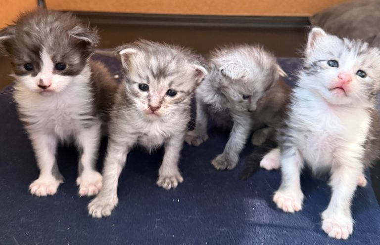 4 MAINE COON KITTENS 