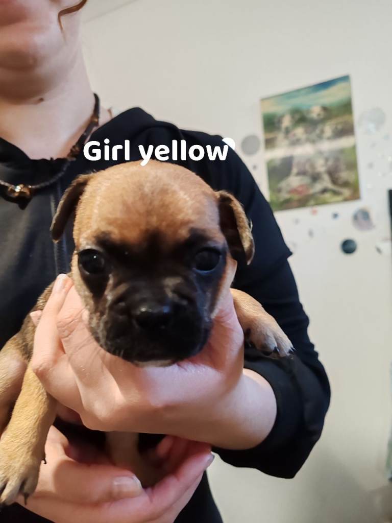 Puppy's for sale 