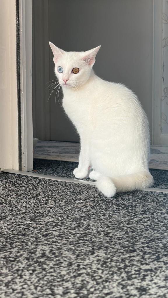 Multi colored eye cat