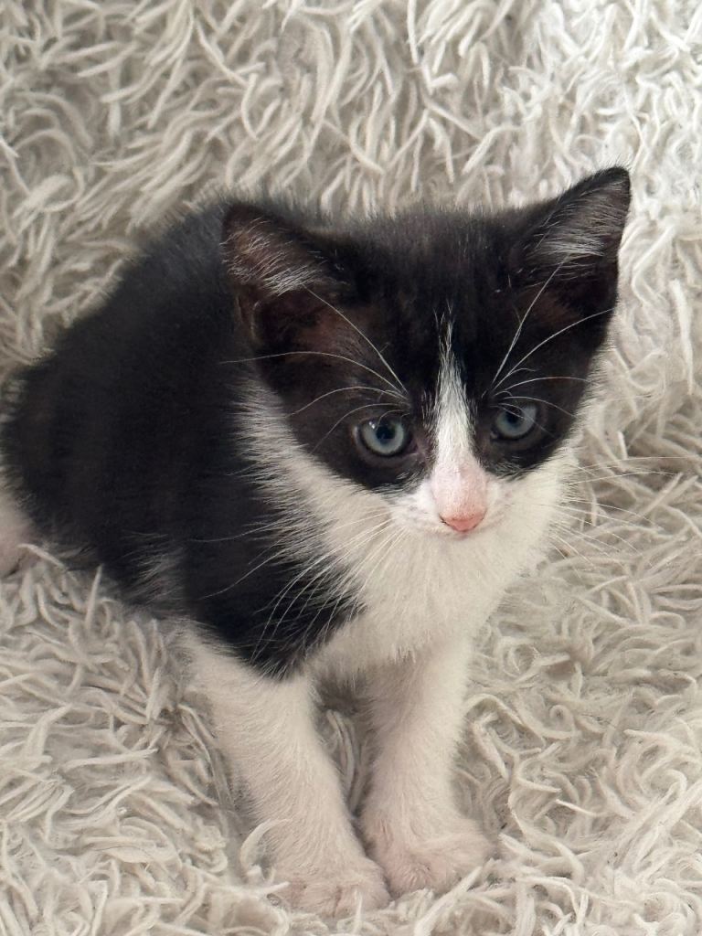 BLACK and WHITE KITTENS FOR SALE 