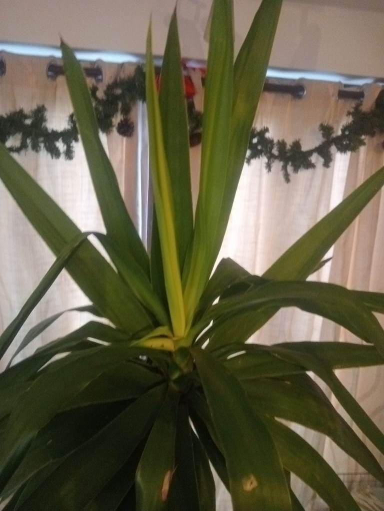 190cm yucca outdoor/indoor plant houseplant yukka