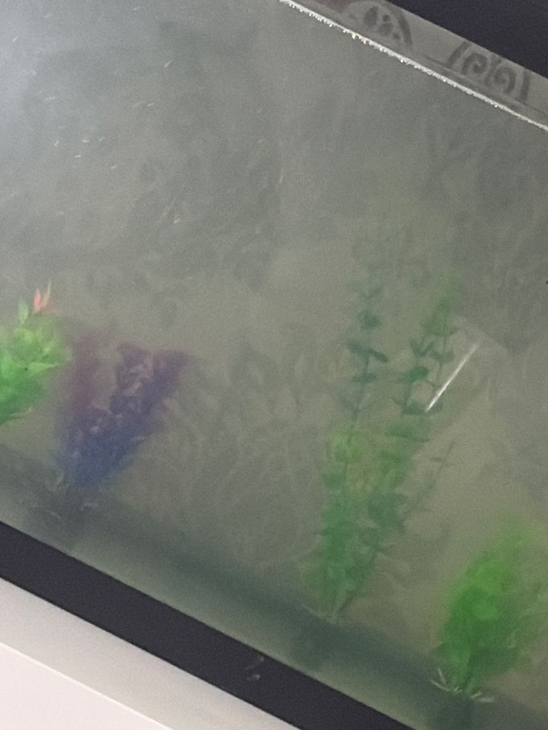 Fish tanks filters decoration WANTED urgently